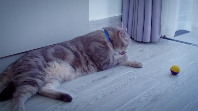 A domestic gray cat lies on the floor after playing with a ball, washes his paw