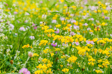 Bright field with wildflowers blooming in spring near a rural area during daylight hours © Fleuronica