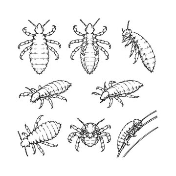 Comprehensive set of hand-drawn human body louse illustrations depicting different species and views.