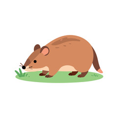 Fototapeta premium Cute brown shrew foraging for food on a patch of green grass