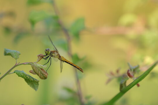 una libellula in estate su una foglia