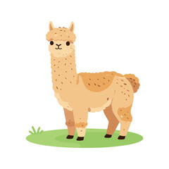 Fototapeta premium Cute llama standing on grass illustration isolated on white background