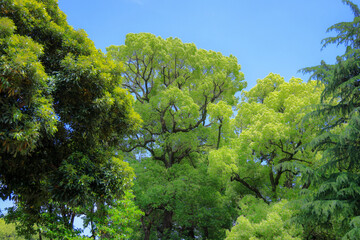 Fototapeta premium 都心散歩 日比谷公園の森