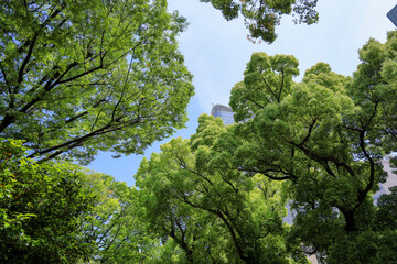 Fototapeta premium 都心散歩 日比谷公園の森