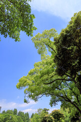 Fototapeta premium 都心散歩 日比谷公園の森