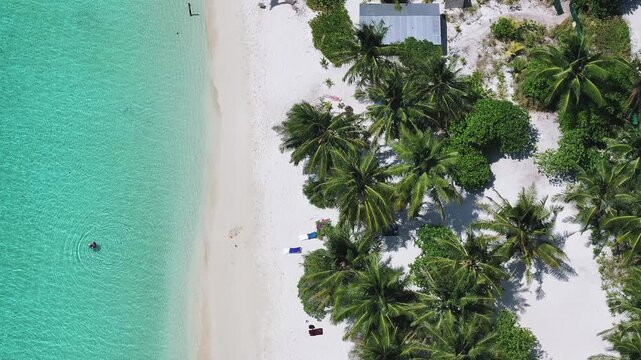 Aerial view of a person swimming in turquoise water next to a white sand beach with palm trees in Thoddoo, Alif Alif Atoll, Maldives.