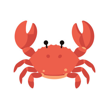 Crab is a decapod crustacean with a short tail, it lives in the sea, in fresh water, and on land and it scavenges for food.
