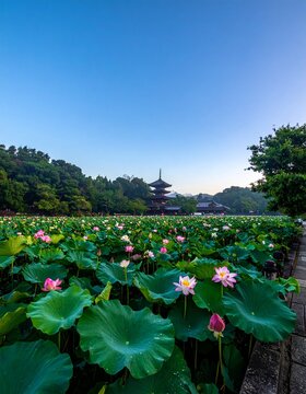 静寂な空間に伫む、極めて瑞々しいハスの花と朝露