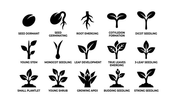 Plant growth stage icons showing seed to seedling grid