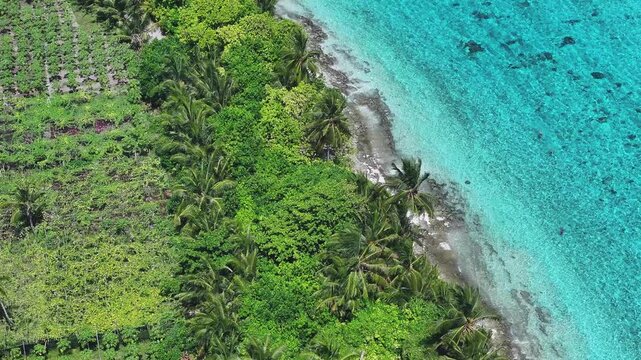 Aerial view of lush palm trees and agricultural fields along the turquoise coastline of Thoddoo, Alif Alif Atoll, Maldives.