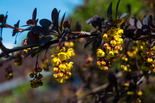 Bright yellow flowers bloom on dark red barberry branches in springtime, showing nature's colors under clear blue sky