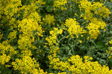 Obraz premium Bright yellow flowers grow in a garden during springtime under clear blue skies in a sunny location