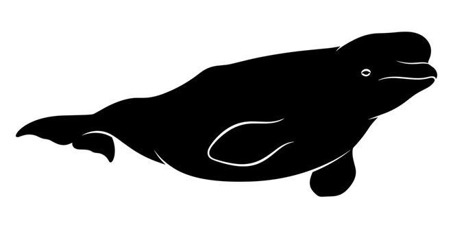 Black whale silhouette swimming.