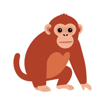 Playful monkey with orange fur sits on a white surface looking forward