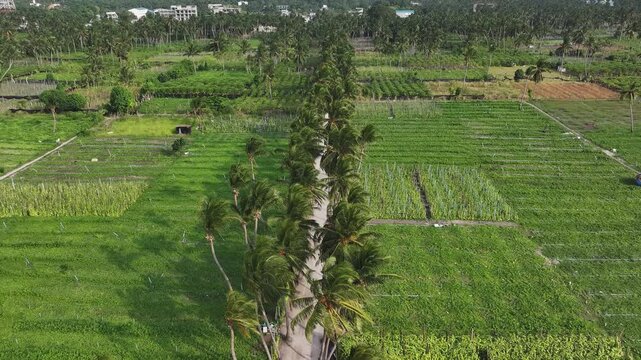 Aerial view of lush green agricultural plantations and swaying palm trees under bright sunlight on the island of Thoddoo, Alif Alif Atoll, Maldives.