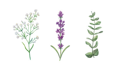 Watercolor set of gypsophila, lavender and eucalyptus branch. Hand drawn botanical illustration isolated on white background. Realistic detailed floral elements for wedding decor and patterns © Mariia