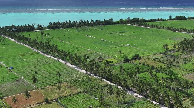 Aerial view of lush green agricultural fields and palm trees bordering the turquoise ocean under a clear sky in Thoddoo, Alif Alif Atoll, Maldives.