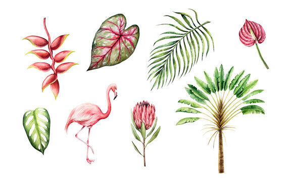 Tropical watercolor set. Ravenala madagascariensis, monstera, palm, protea calladium, red anthurium, heliconia flower. Hand drawn isolated Pink flamingo bird, illustrations on transparent background