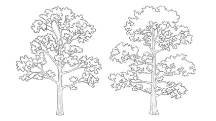 2D CAD illustrations of two trees with detailed leaves and branches © Stock Image Paradise