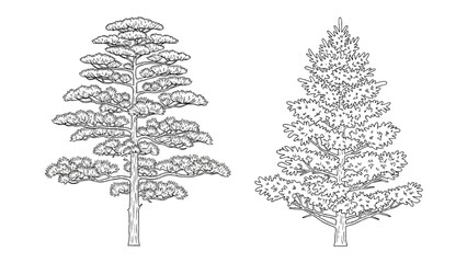 Fototapeta premium 2D CAD drawings of two pine trees side by side in landscape