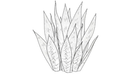 Fototapeta premium Detailed 2D CAD illustration of a plant with sharp leaves
