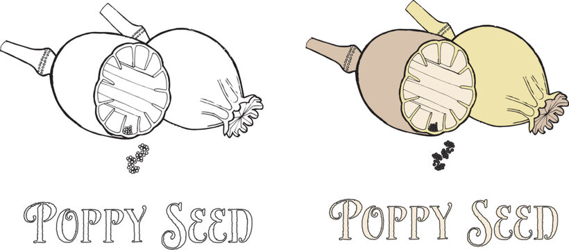 POPPY SEED BUDS AND POPPY SEEDS