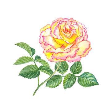 Yellow pink bicolor rose with flushed edges. Hand drawn watercolor botanical illustration isolated on white background. Realistic cream floral element