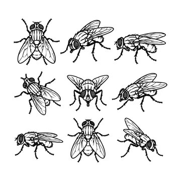 House fly insect set in various positions and angles hand drawn black line art illustration on white background.