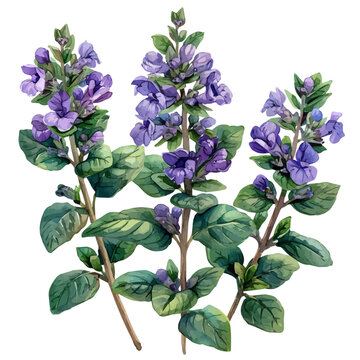 Thyme Flower, charming vector painting in watercolor with whimsical textures, isolated on a white background.