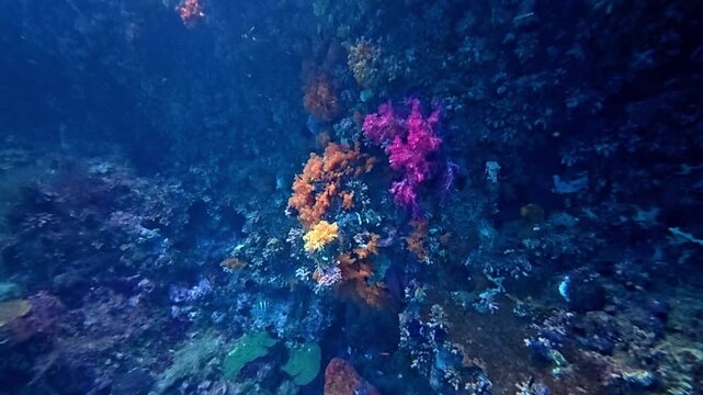 The Stunning underwater landscape of coral reef with vibrant sea fan a tropical coral reef ecosystem