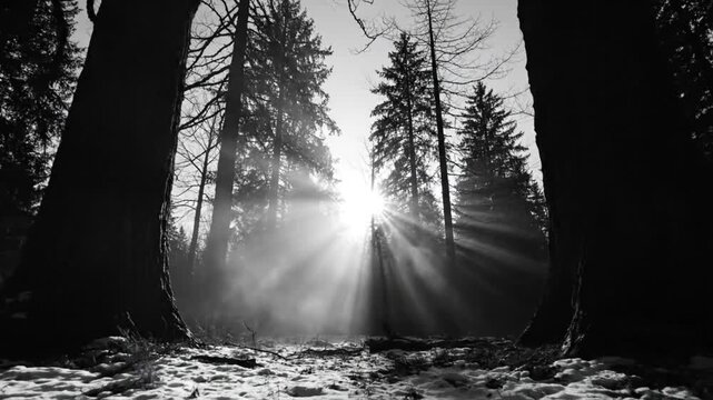 Black and white view through trees in a forest with sun rays shining during winter time