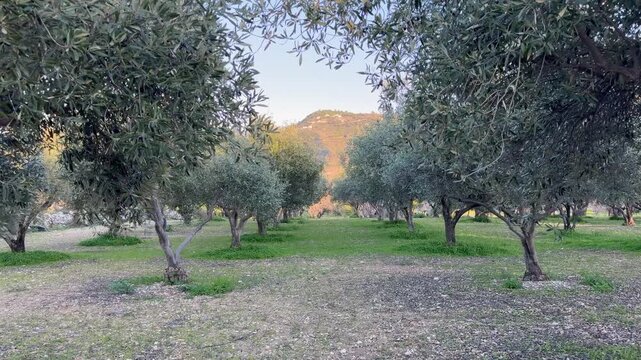 POV movement through sunlit olive orchard reveals rows of ancient trees in rural mediterranean landscape. Walk footage ideal for premium olive oil marketing, eco-travel, and heritage farm content