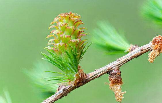 Larch strobilus: young ovulate cones on a larch branch.