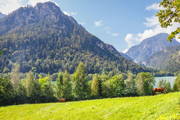 Fototapeta premium Horses graze in a green field near a lake with mountains in the background on a sunny day