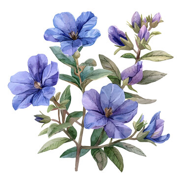 watercolor of Scaevola Flower draw, isolated on a white background.