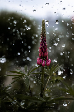 Pink Lupine