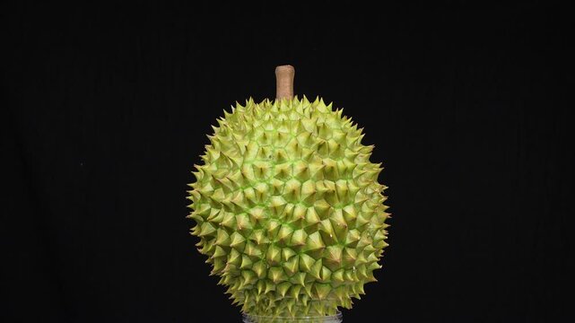 Zoom-in technique detailing Vietnamese Ri6 durian on a professional black studio background.