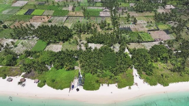 Aerial view of the white sandy beach and turquoise ocean waters bordered by lush palm trees and agricultural fields in Thoddoo, Alif Alif Atoll, Maldives.