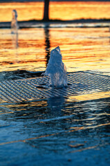 Fototapeta premium Atmospheric evening view of street fountain at sunset. Fountain on embankment of pond. Cityscapes.