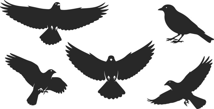 Set of bird silhouettes in various flying and standing poses