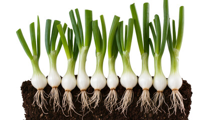 Row of green onions with white bulbs and roots in dark soil, isolated on transparent background © Lukas