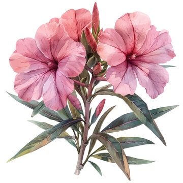watercolor of Oleander Flower, hand-drawn, isolated on a white background.