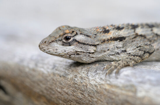 Texas spiny lizard (Sceloporus olivaceus) head close-up, Travis County, Texas