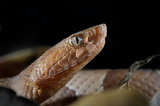 Broad-banded copperhead snake (Agkistrodon laticinctus) lclose-up on the ground among dry leaves, Bastrop County, Texas, USA.