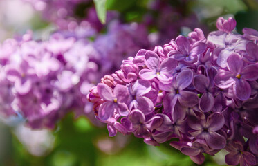 Fototapeta premium A beautiful cluster of vibrant purple lilac blossoms in full bloom. The image features a shallow depth of field with a soft, blurred green background, capturing the essence of sprin