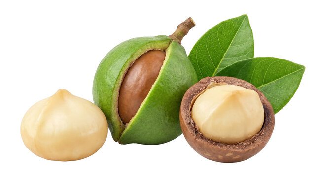 Organic tropical macadamia nuts for healthy snack design on transparent background