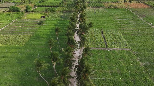 Aerial view of a narrow dirt road lined with tall palm trees passing through lush green agricultural plantations and farm fields in Thoddoo, Alif Alif Atoll, Maldives.