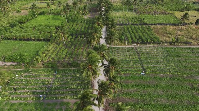 Aerial view of lush agricultural fields and palm trees lining a path through tropical plantations in Thoddoo, Alif Alif Atoll, Maldives.