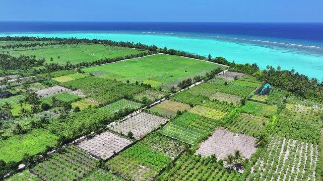 Aerial view of lush agricultural fields and palm trees bordering the turquoise ocean at Thoddoo, Alif Alif Atoll, Maldives.