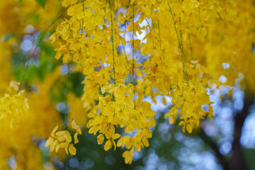 Golden shower tree flower blooming in spring with bright yellow petals hanging down beautifully in nature © somchairakin